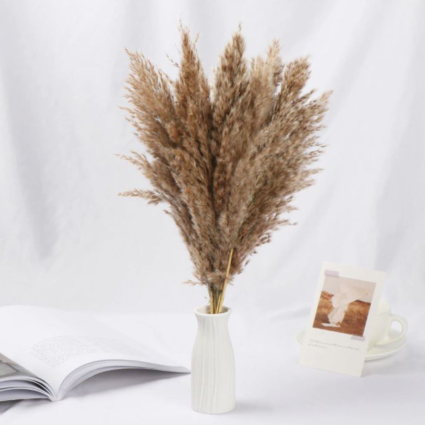 Small Natural Pampas Grass