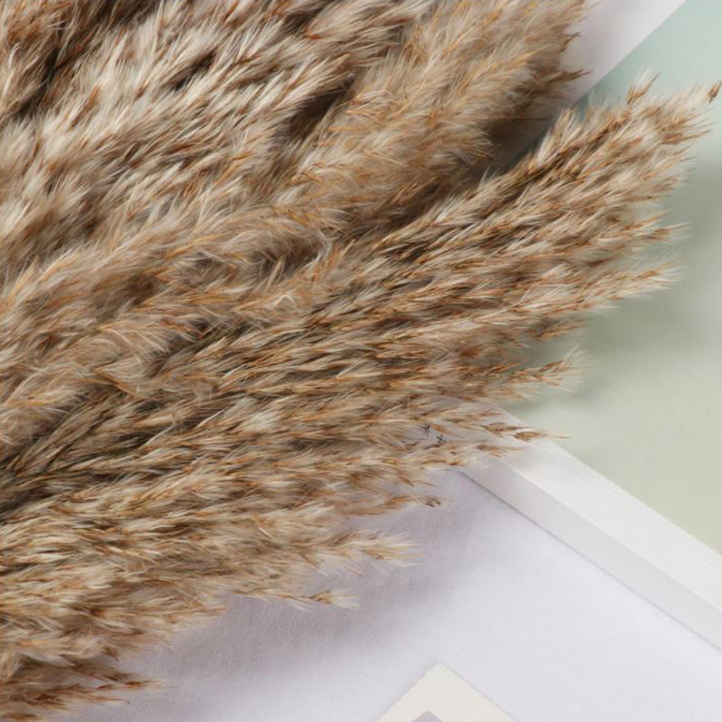 Small Natural Pampas Grass