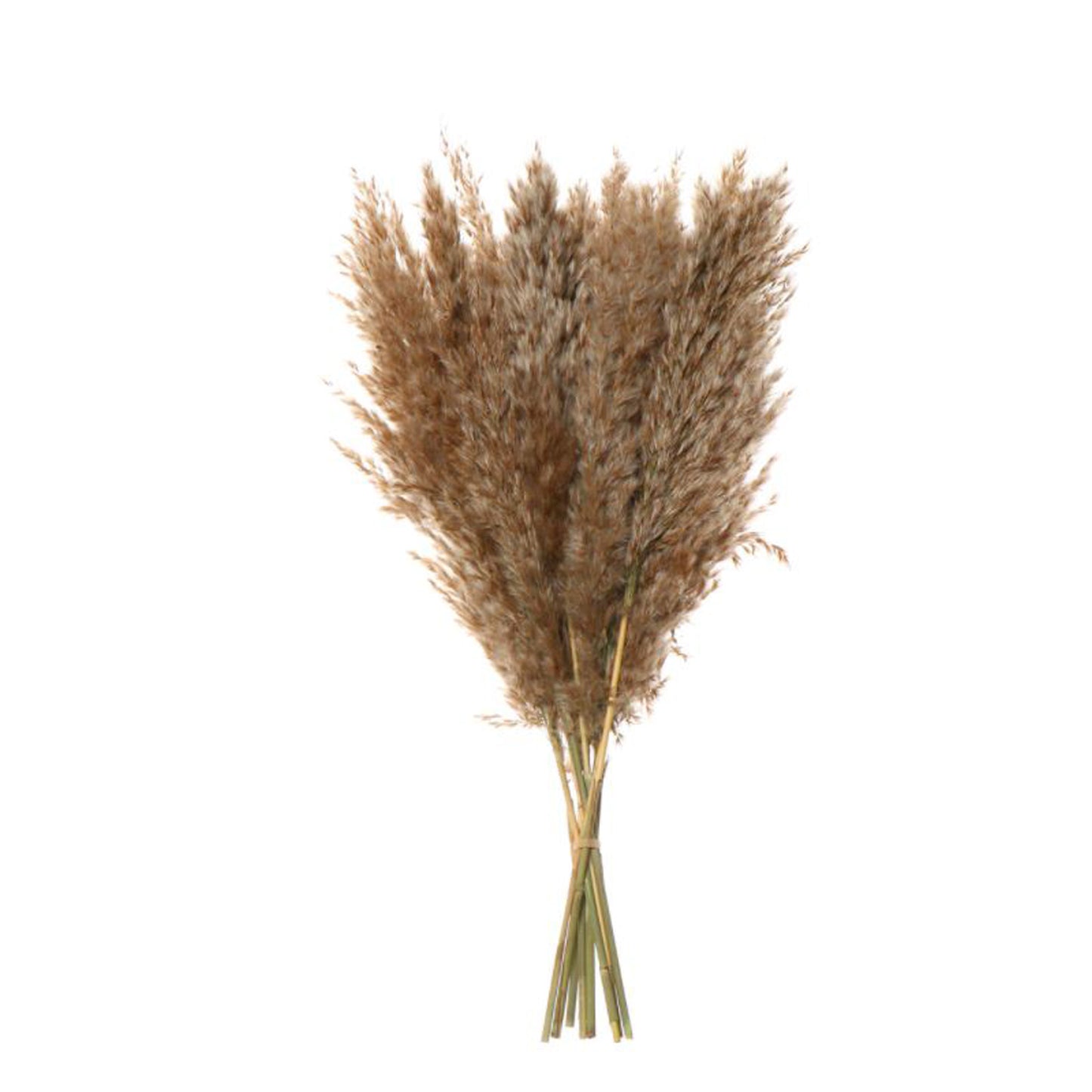 Small Natural Pampas Grass